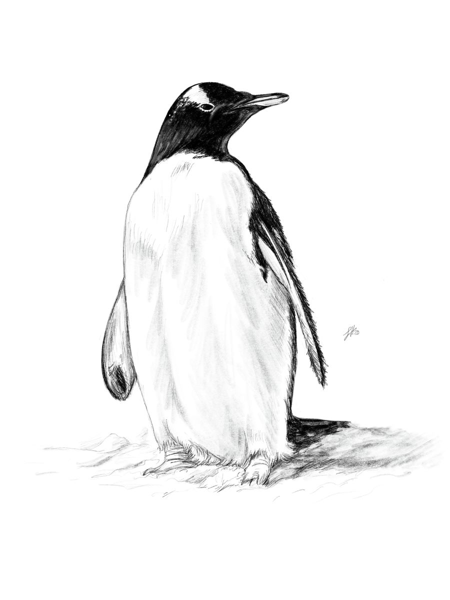 Drawing of Penguin by anu antony - Drawize Gallery!