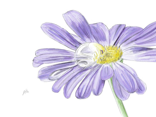 Purple Daisy