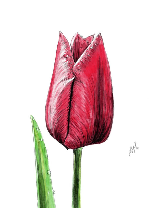 Red Tulip